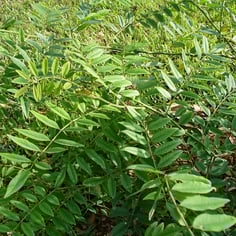 Articulata False Indigo 4