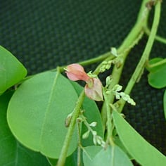 Articulata False Indigo 2