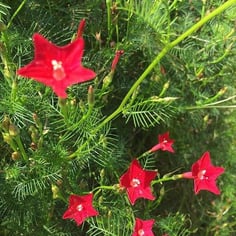 Cypress Vine 2