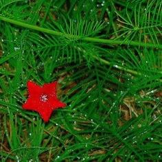Cypress Vine 3