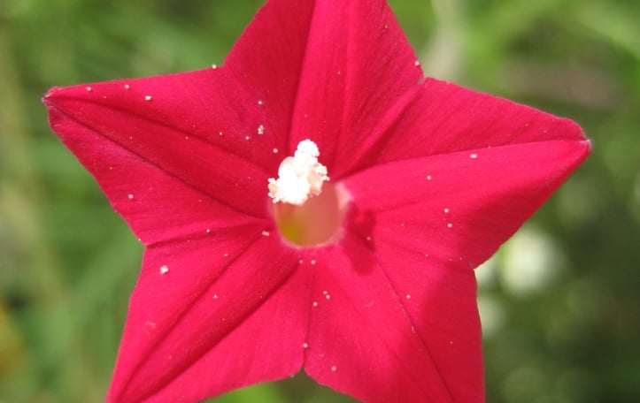 Cypress Vine