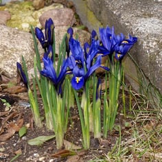 Dwarf Iris 2