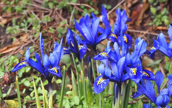 Dwarf Iris
