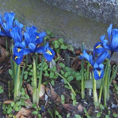 Dwarf Iris 3