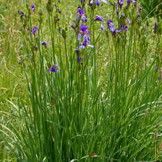 Japanese Iris 2