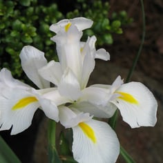 Japanese Iris 4