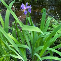 Harlequin Blueflag 2