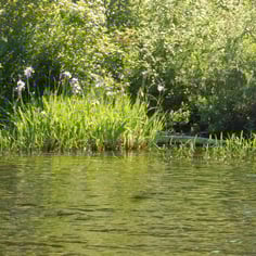 Harlequin Blueflag 4