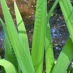 Harlequin Blueflag 3