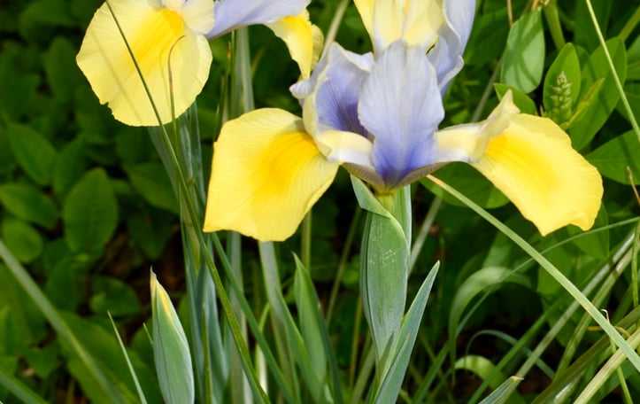 Dutch Iris