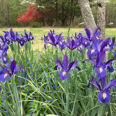 Dutch Iris 2