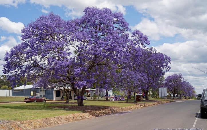 Jacaranda