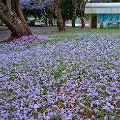 Jacaranda 2