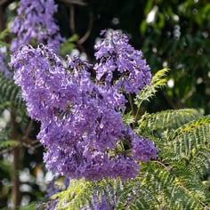 Jacaranda 3