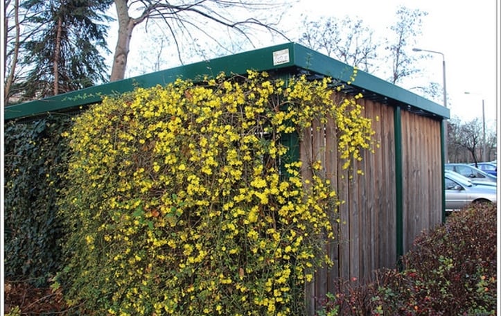 Winter-flowered Jasmine