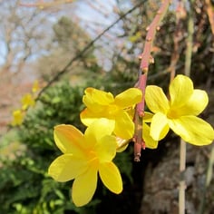 Winter-flowered Jasmine 2