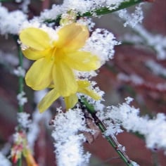 Winter-flowered Jasmine 3