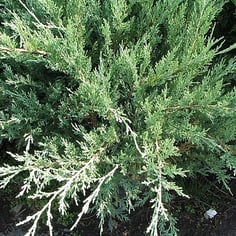 Hetz Blue Juniper 2