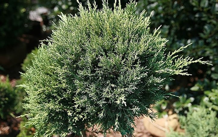 Hetz Blue Juniper