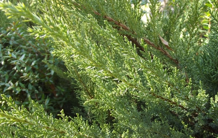 San Jose Chinese Juniper