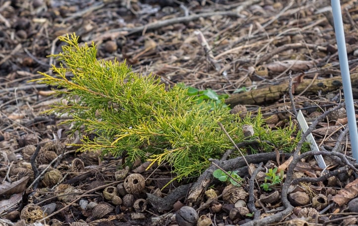 Saybrook Gold Juniper