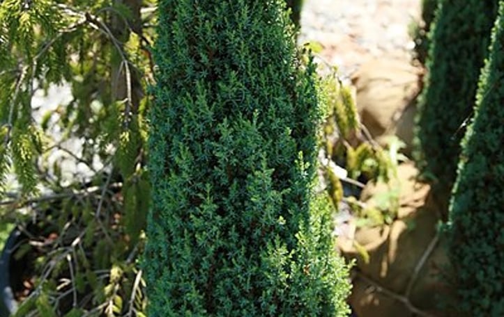 Noah's Ark juniper