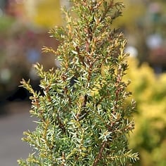 Noah's Ark juniper 2