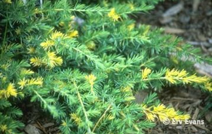 Variegated creeping juniper
