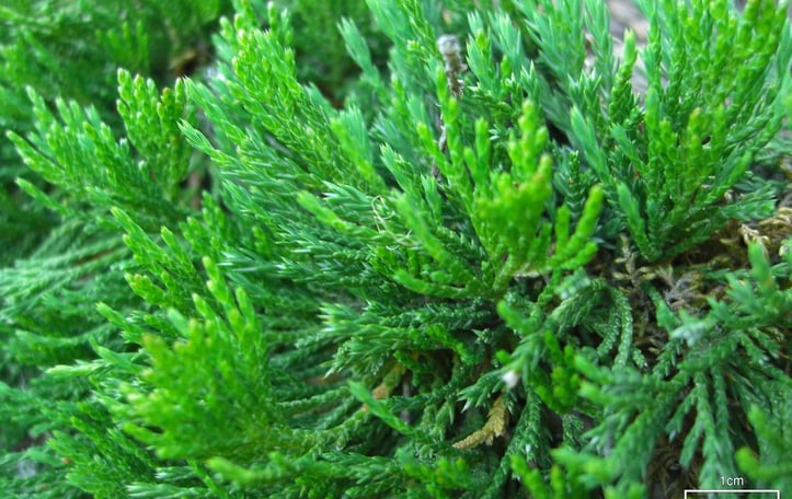 Bar Harbor Juniper