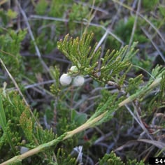Bar Harbor Juniper 2