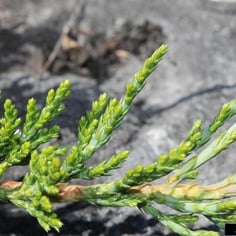 Bar Harbor Juniper 3