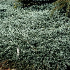 Bar Harbor Juniper 4