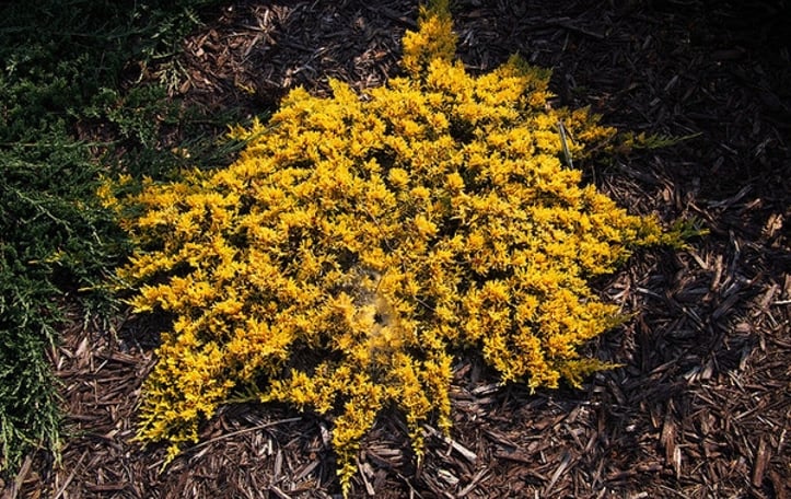 Dwarf Golden Creeping Juniper