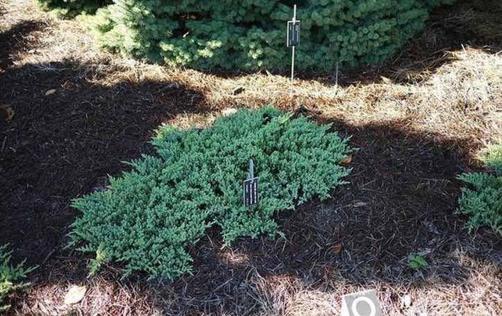 Japanese Garden Juniper