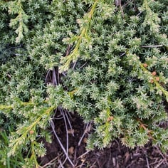 Japanese Garden Juniper 2