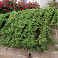 Japanese Garden Juniper 3