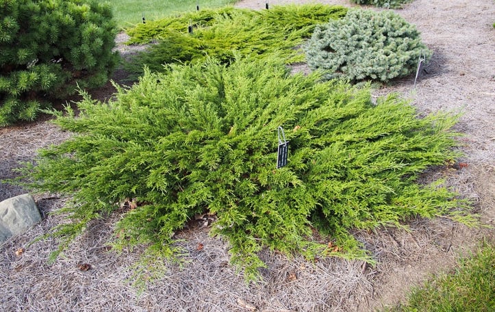 Calgary Carpet Juniper