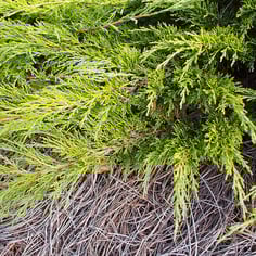 Calgary Carpet Juniper 2