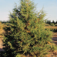 Colorado Red Cedar 3