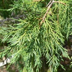 Colorado Red Cedar 4
