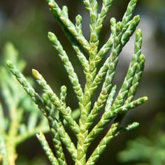 Colorado Red Cedar 2