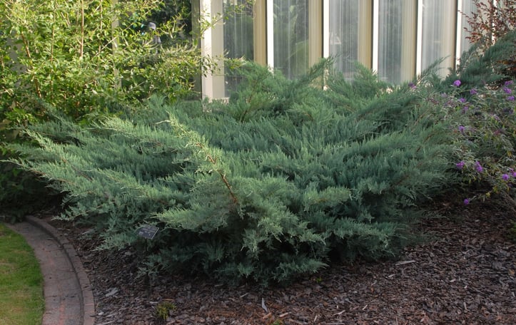 Grey Owl Juniper