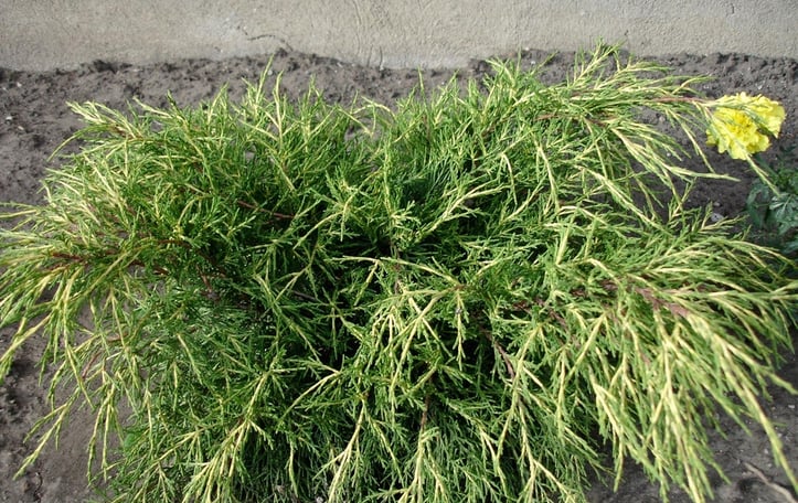 Gold Coast Juniper