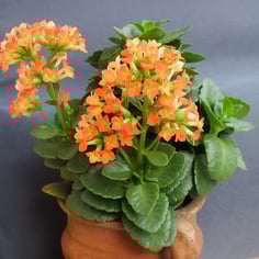 Christmas Kalanchoe 2