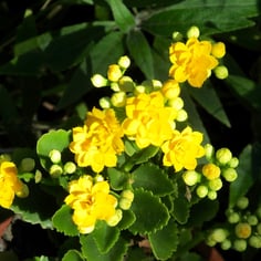 Christmas Kalanchoe 3