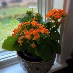 Christmas Kalanchoe 4