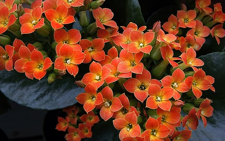 Christmas Kalanchoe
