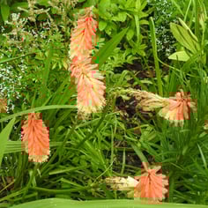 Common Torch Lily 3
