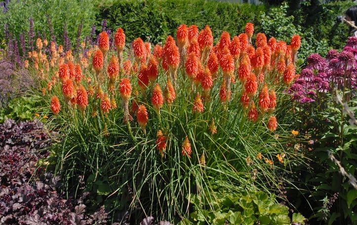 Common Torch Lily