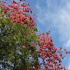 Chinese Flame Tree 3